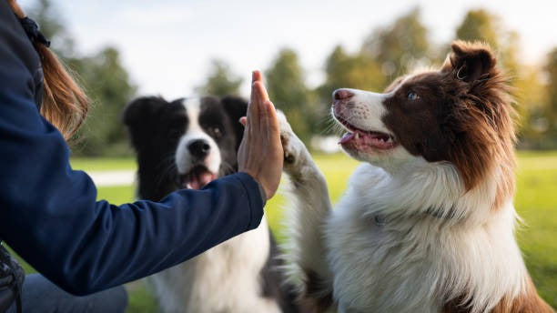 Pet